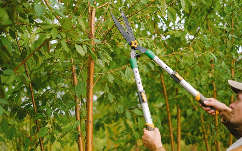 Tree trimming in Crystal, ND