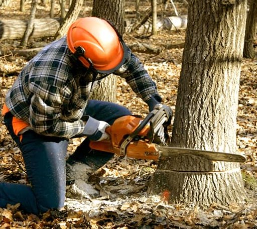 Tree Removal in Crystal, ND